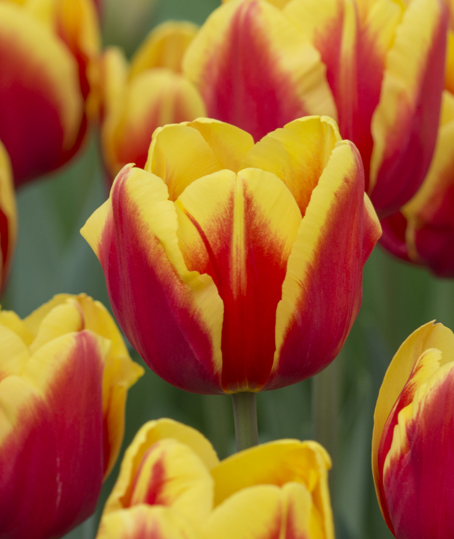 Tulipa 'Denmark'